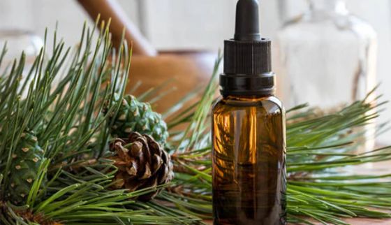 Natural Edible Pine Essential Oil for Food & Beverage with Free sample